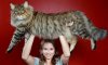 Мейн-куны – гигантская порода котов